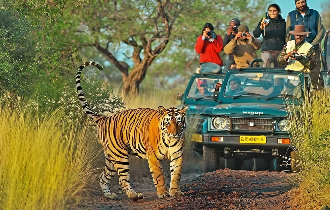Wildlife Safari Nature Tour